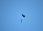Zwarte wouw (oostelijk) (black-eared kite) Milvus migrans lineatus  - tussen Khogno Khan en Gurvanbulag 12-08-2016 (3)